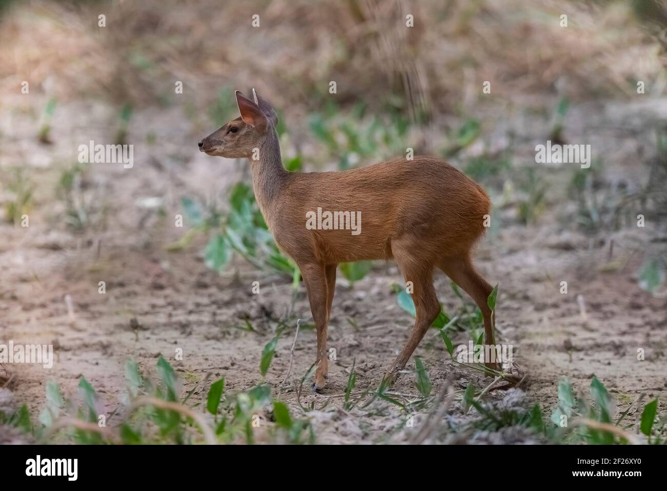 Gray Brocket, Pantanal, Mato Grosso Forest, Brasile Foto Stock