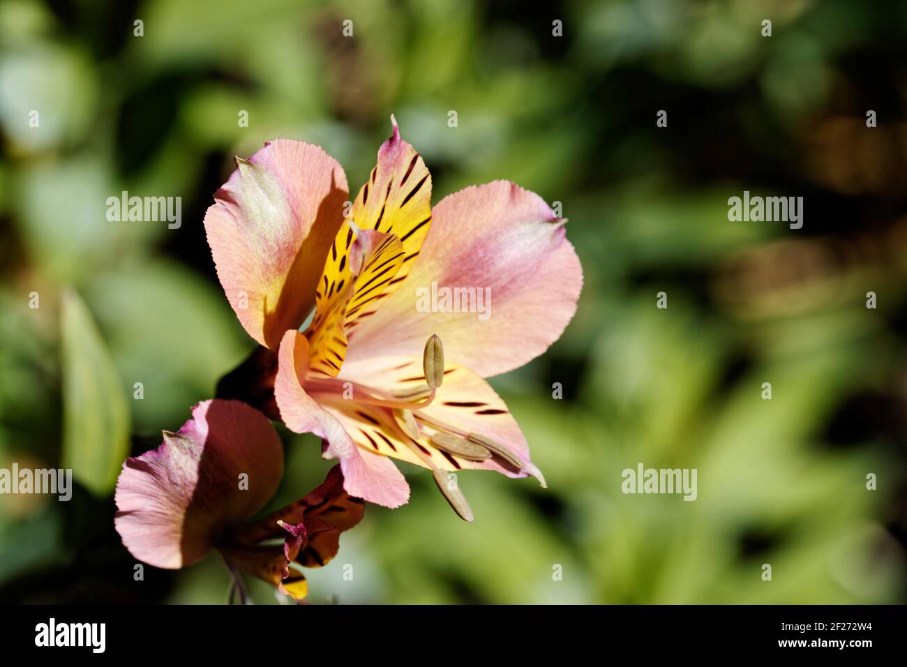 Alstroemeria Tramonto: Alstromeria a crescita corta che produce masse di fiori di albicocca-pinkish. Foto Stock