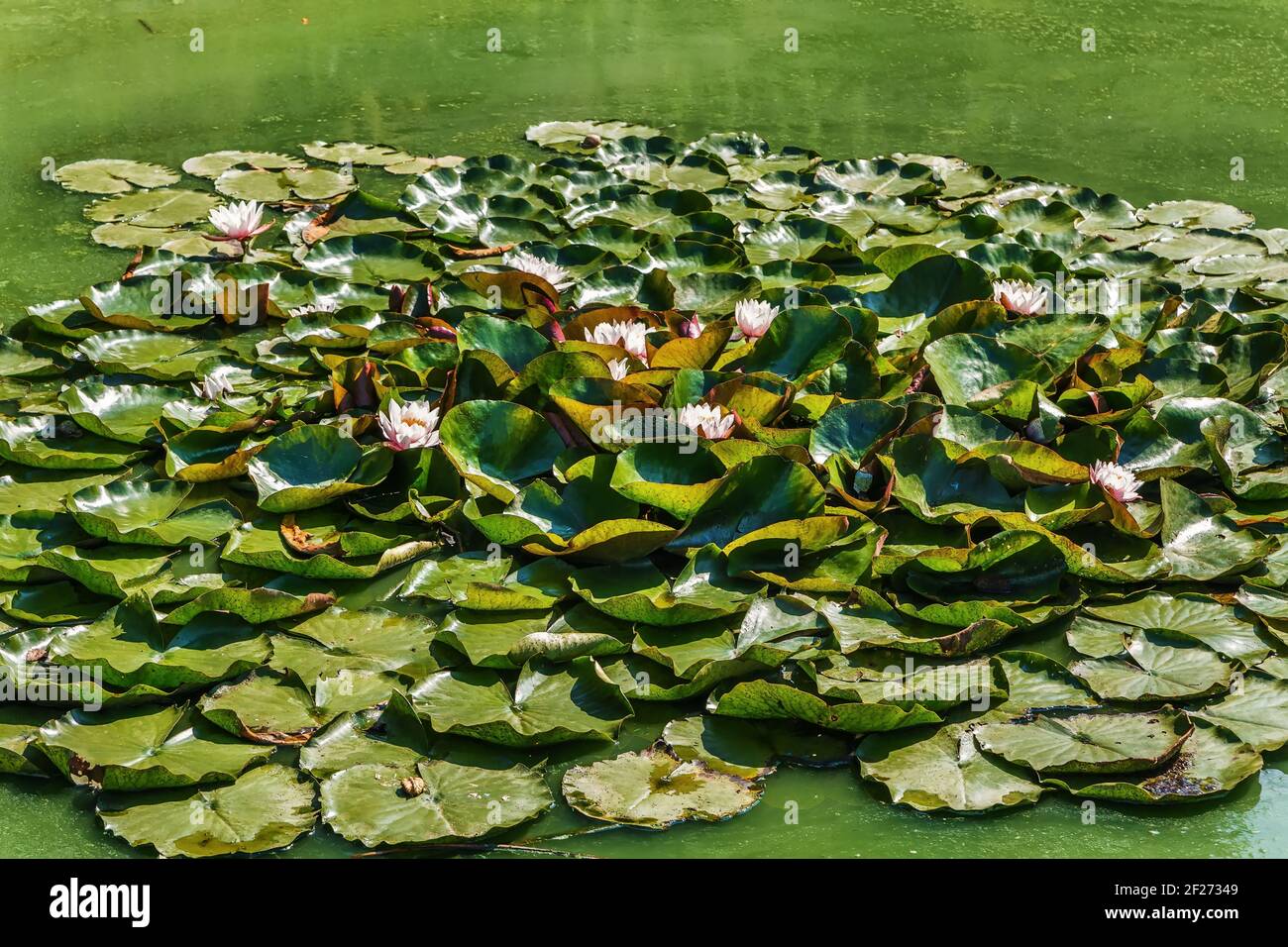 Ninfee d'acqua sullo stagno Foto Stock