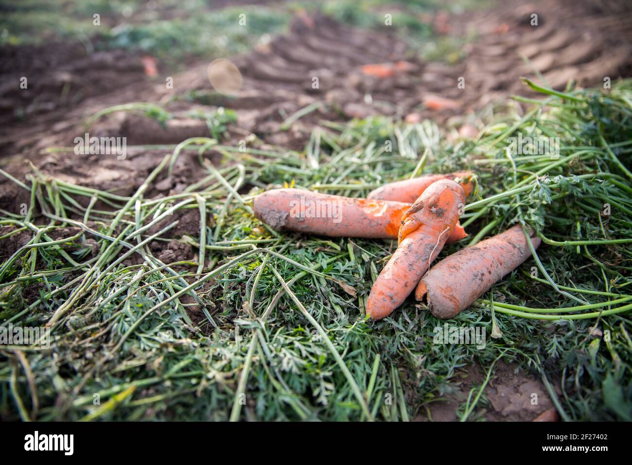 Coltivazione di carote su un campo agricolo biologico. Carote fresche e terreno. Foto Stock
