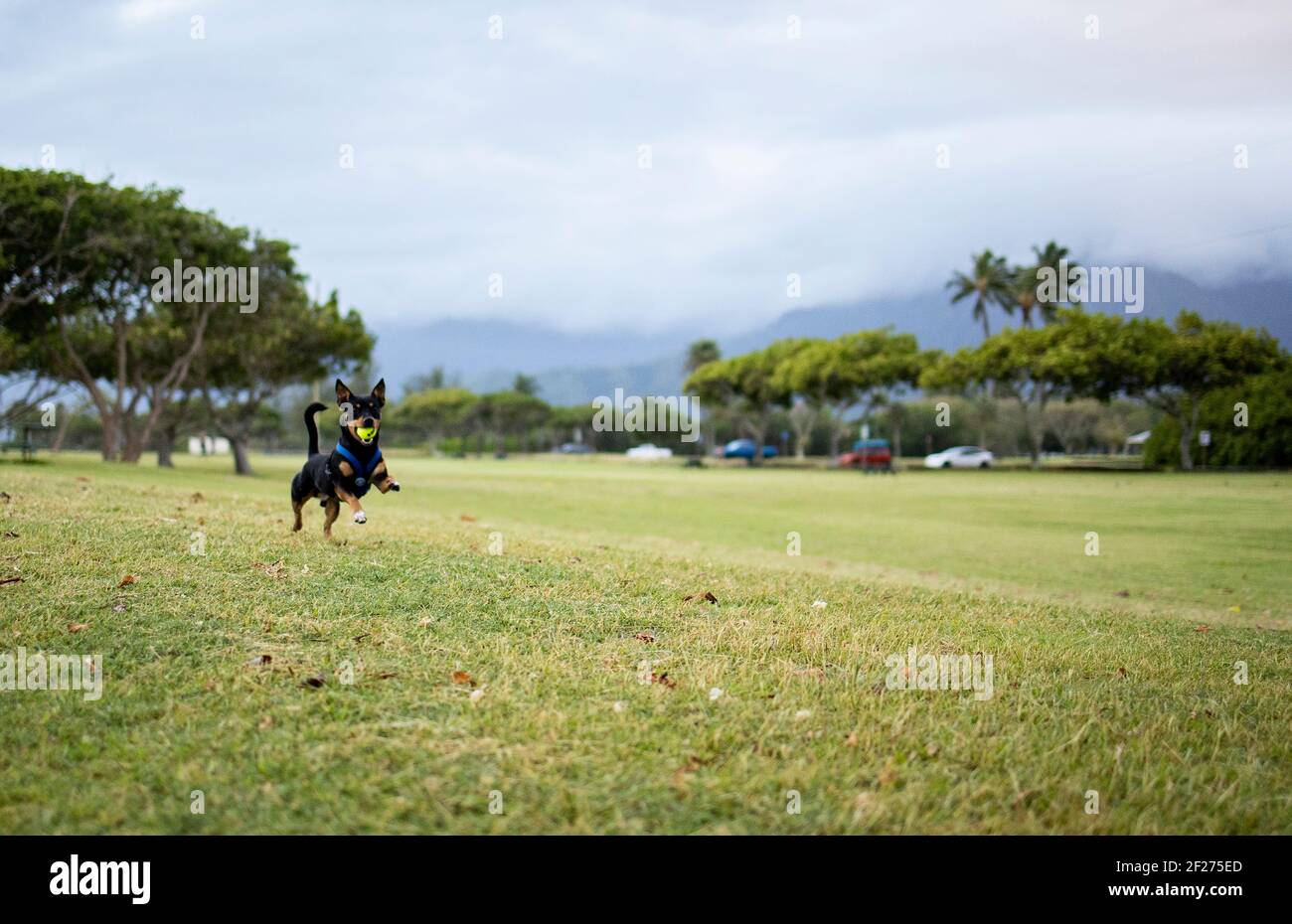 Cane che inizia a correre con la palla in bocca giornata nuvolosa nel parco Foto Stock