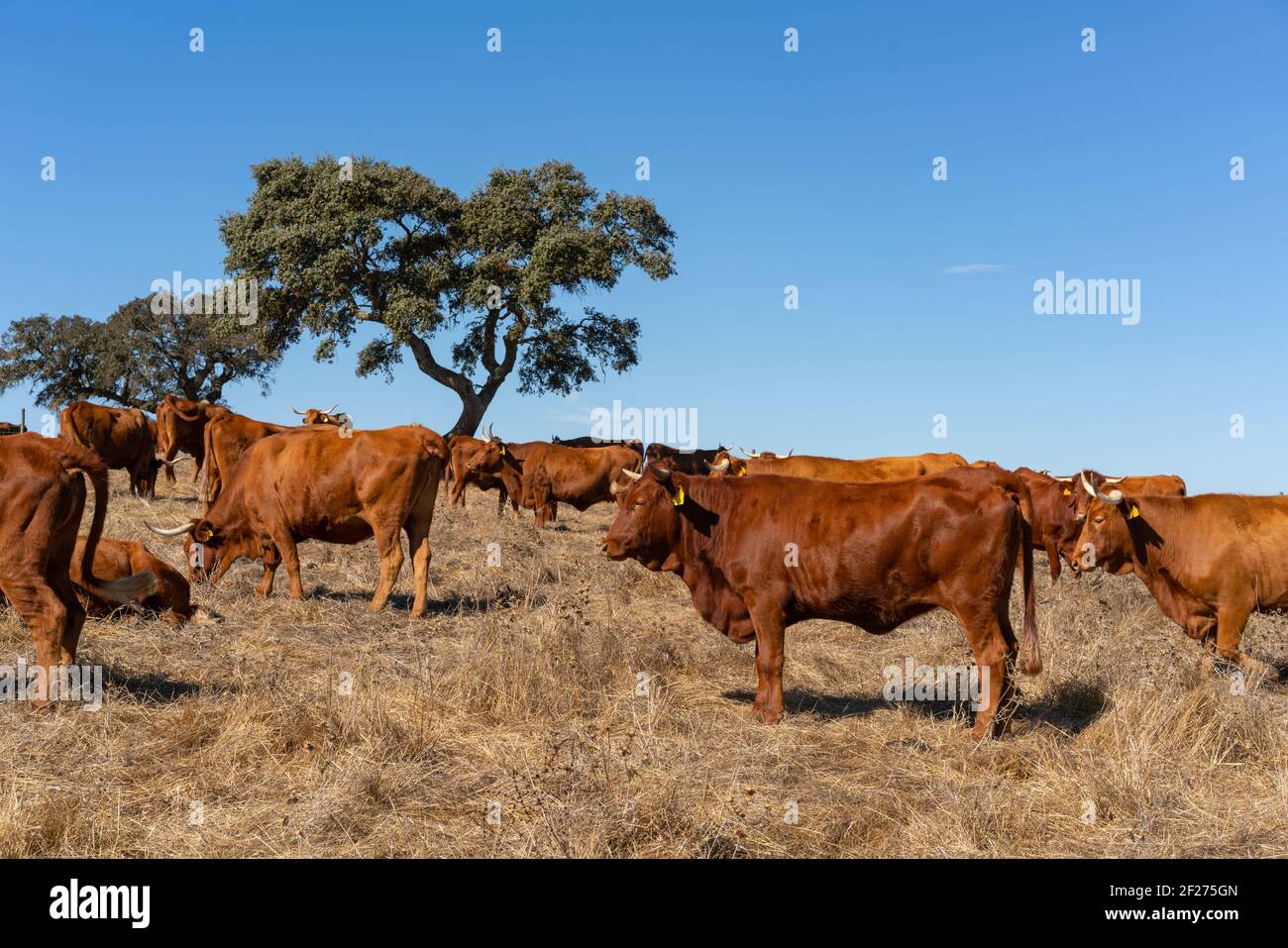 Mucche marroni su un campo rurale marrone secco con alberi di sughero in un giorno di cielo azzurro estivo, in Alentejo Foto Stock