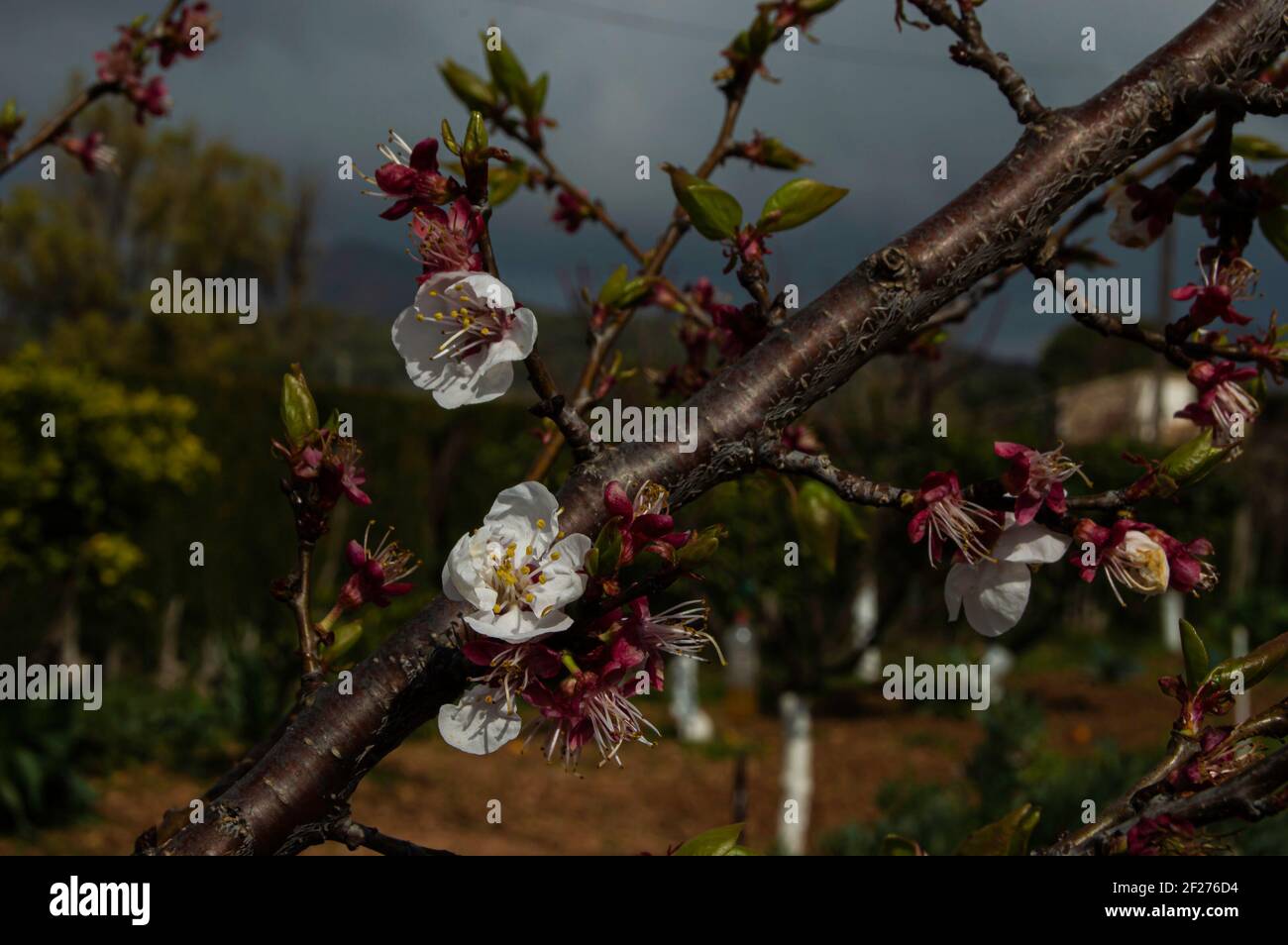 Speciale ramo con carino fiori piccoli -Rama de albaricoque floreada Foto Stock