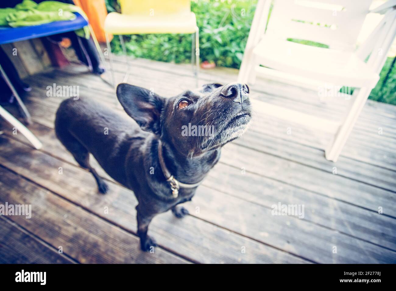 Il mio primo piccolo animale domestico: Carino cane nero sta aspettando nel giardino Foto Stock