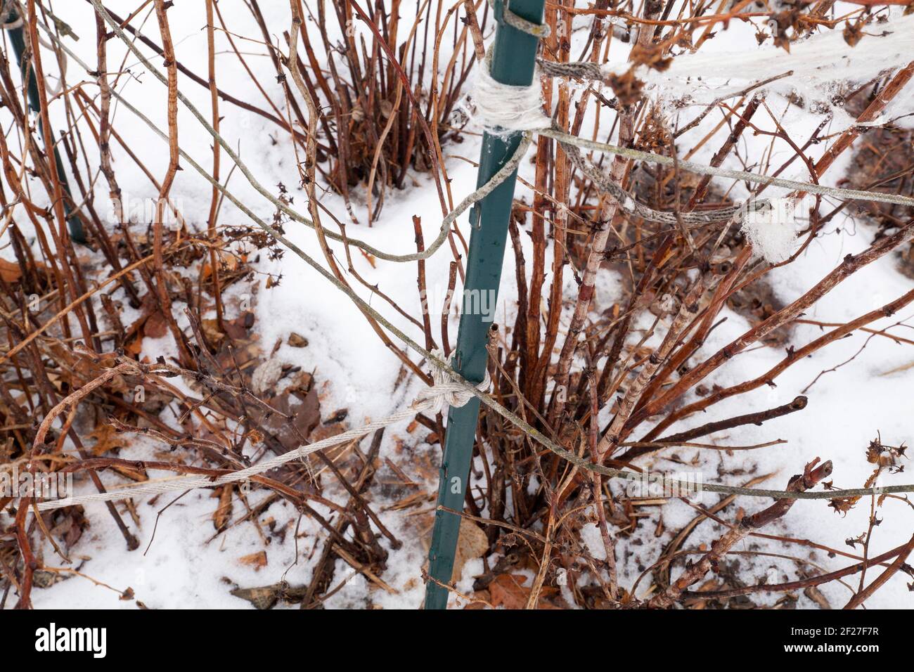 Cespugli di lamponi legati in un giardino della comunità del New England in inverno. Foto Stock
