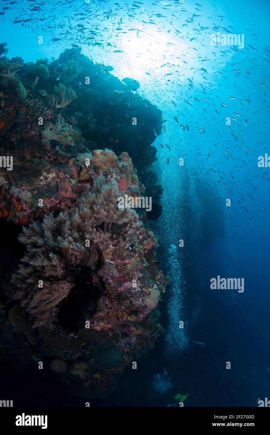 Tuffatori lungo la parete con il sole sullo sfondo, sito di immersione Ash Point, vulcano Komba, vicino Alor, Indonesia Foto Stock