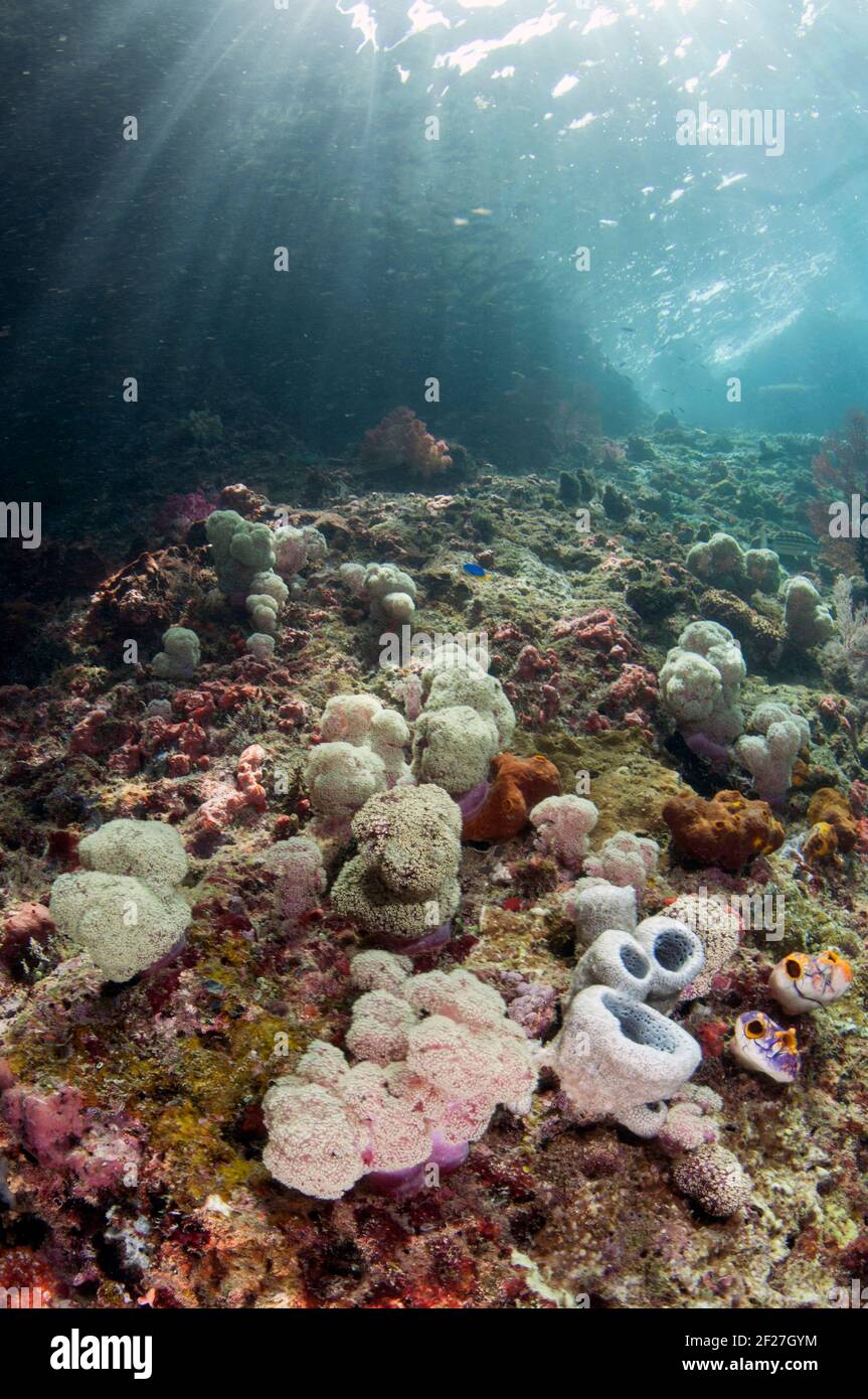 Coralli di garofano spinoso, Spongodes sp, con i raggi solari in background, Razorback Rock sito di immersione, Farondi, Raja Ampat, Papua occidentale, Indonesia Foto Stock