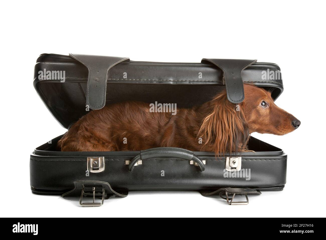 Cane in valigia Foto stock - Alamy