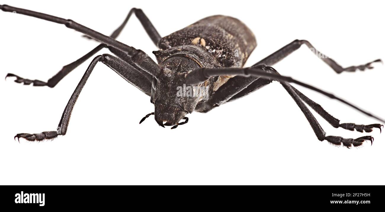 Bug nero su sfondo bianco Foto Stock