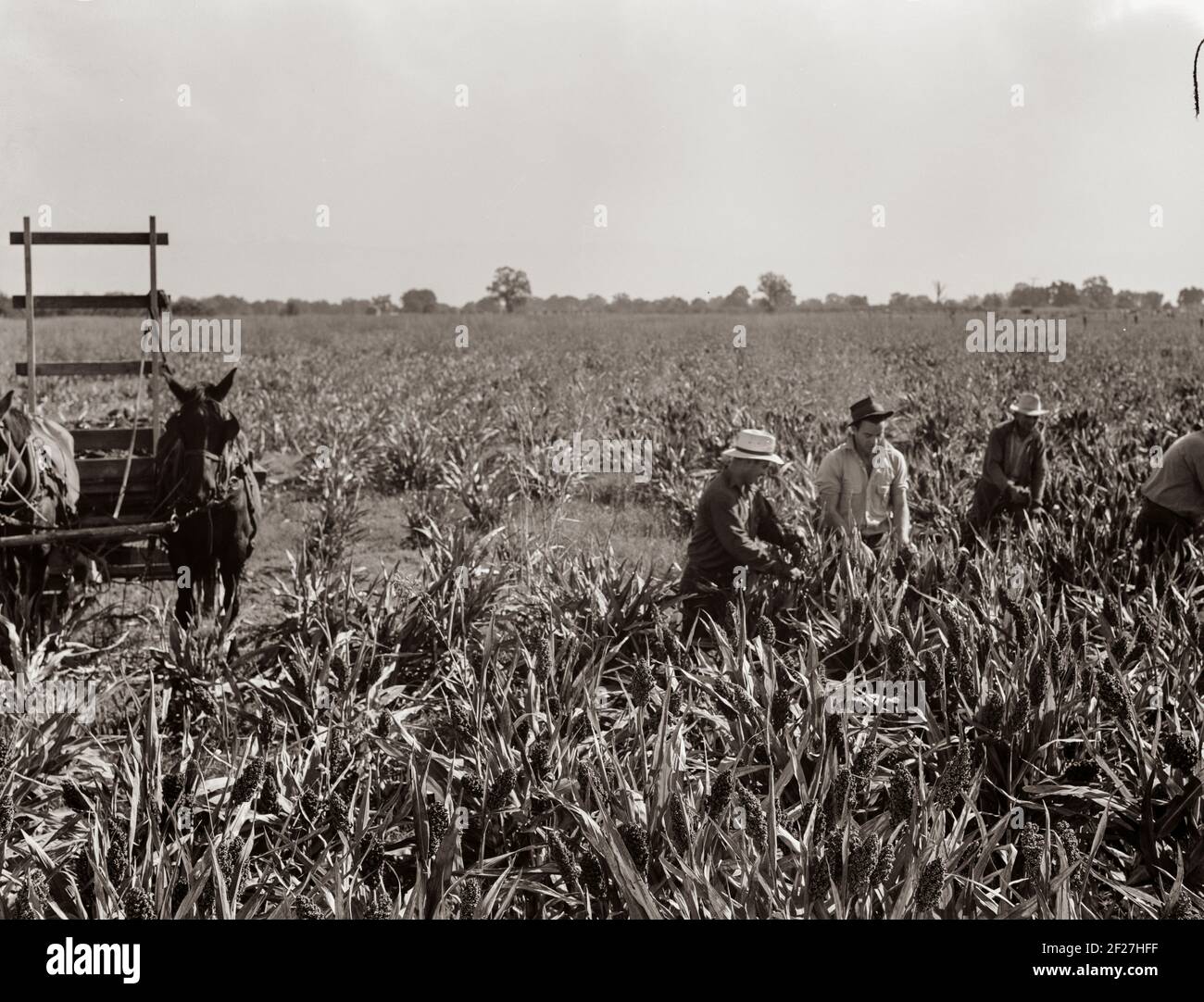 Raccolta del mais milo, Contea di Tulare, California. Il costo di raccolta con questo metodo ammonta a dieci dollari per acro. Costo di raccolta da parte di una mietitrice cooperativa acquistata dalla Farm Security Administration (FSA) in questa contea, sei dollari per acro. Novembre 1938. Fotografia di Dorothea Lange Foto Stock