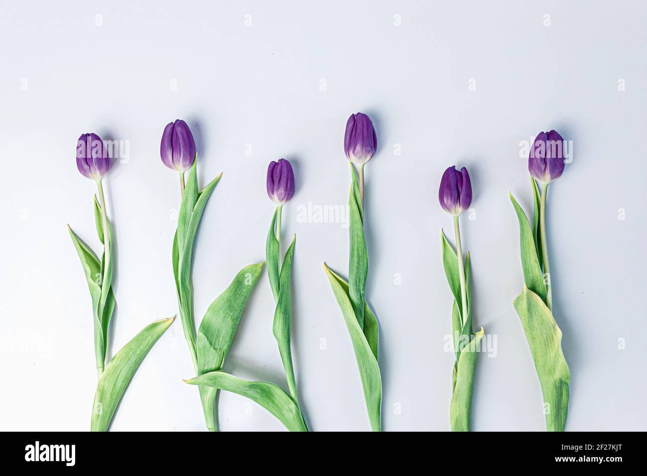 Una fila distanziata di tulipani di pupli su uno sfondo bianco per la primavera. Foto Stock