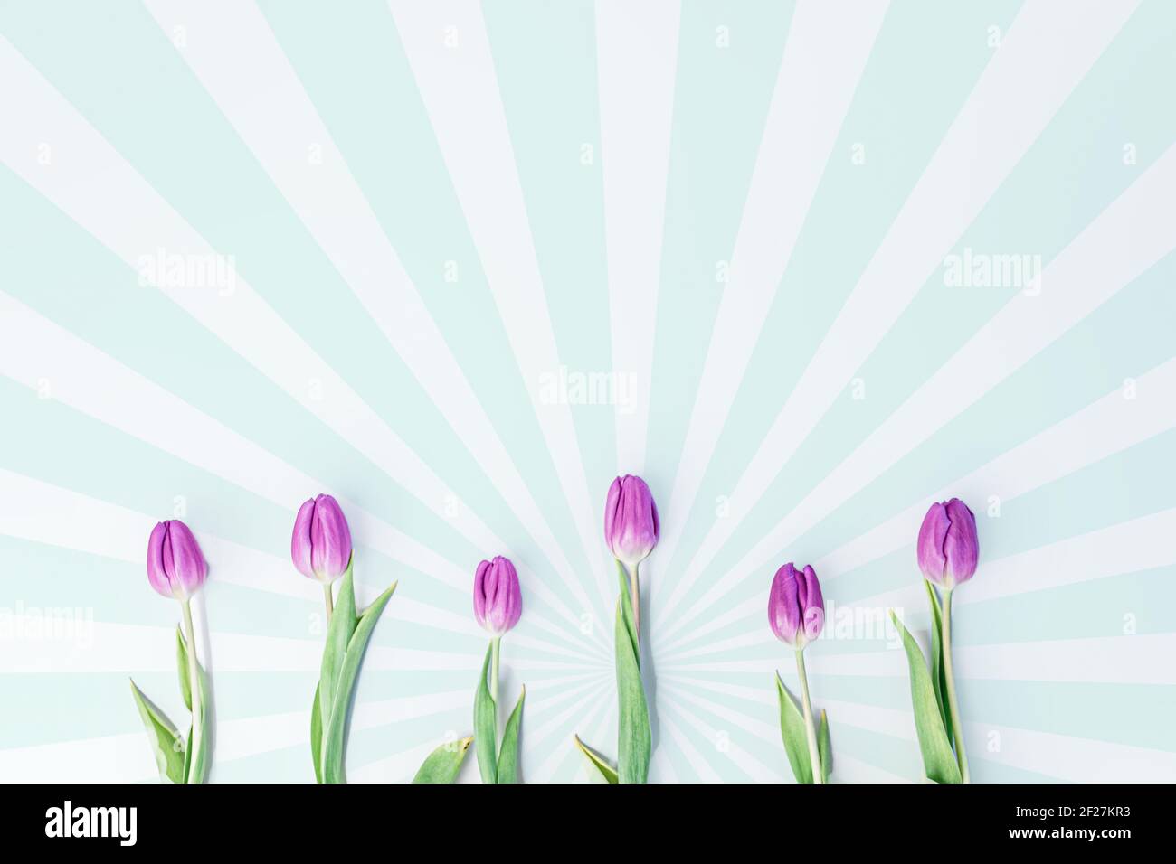 Una fila distanziata di tulipani di pupli su uno sfondo bianco per la primavera. Foto Stock