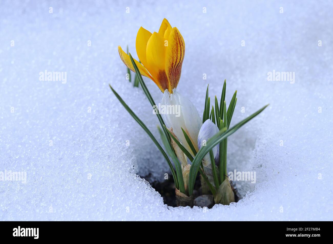Nevicate in primavera. Croci gialli e bianchi nella neve fredda Foto Stock