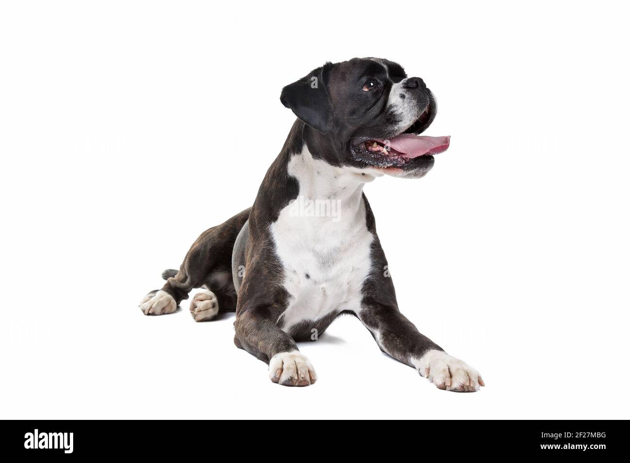 Cane Boxer davanti a uno sfondo bianco Foto Stock