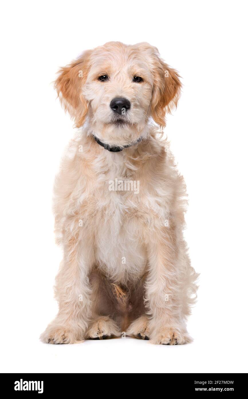 Cane Labradoodle beige Foto Stock