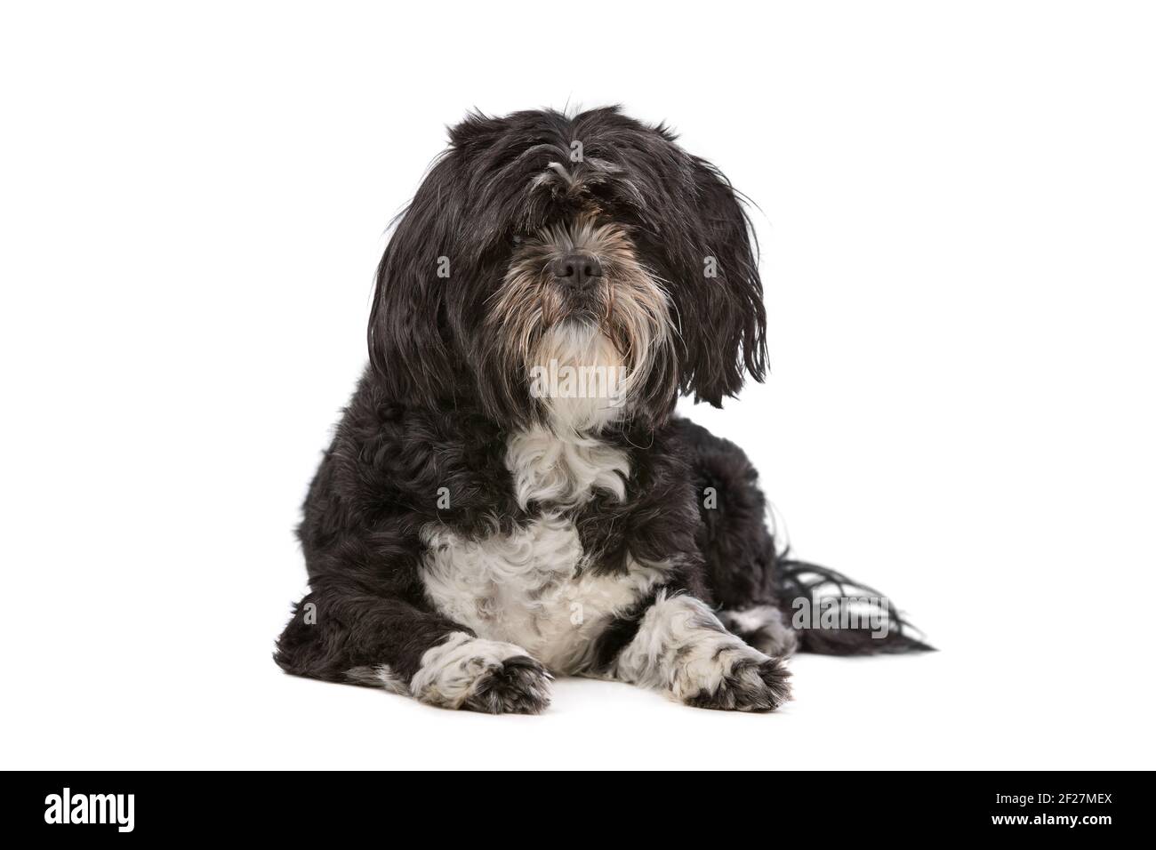 Razza mista piccolo cane soffici Foto Stock