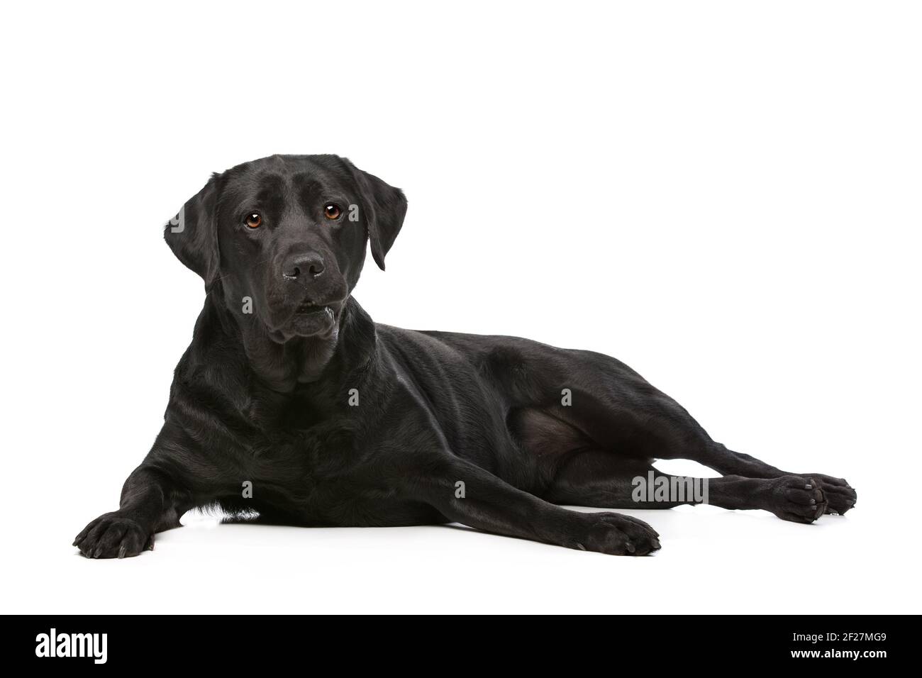 Il Labrador nero cane Foto Stock