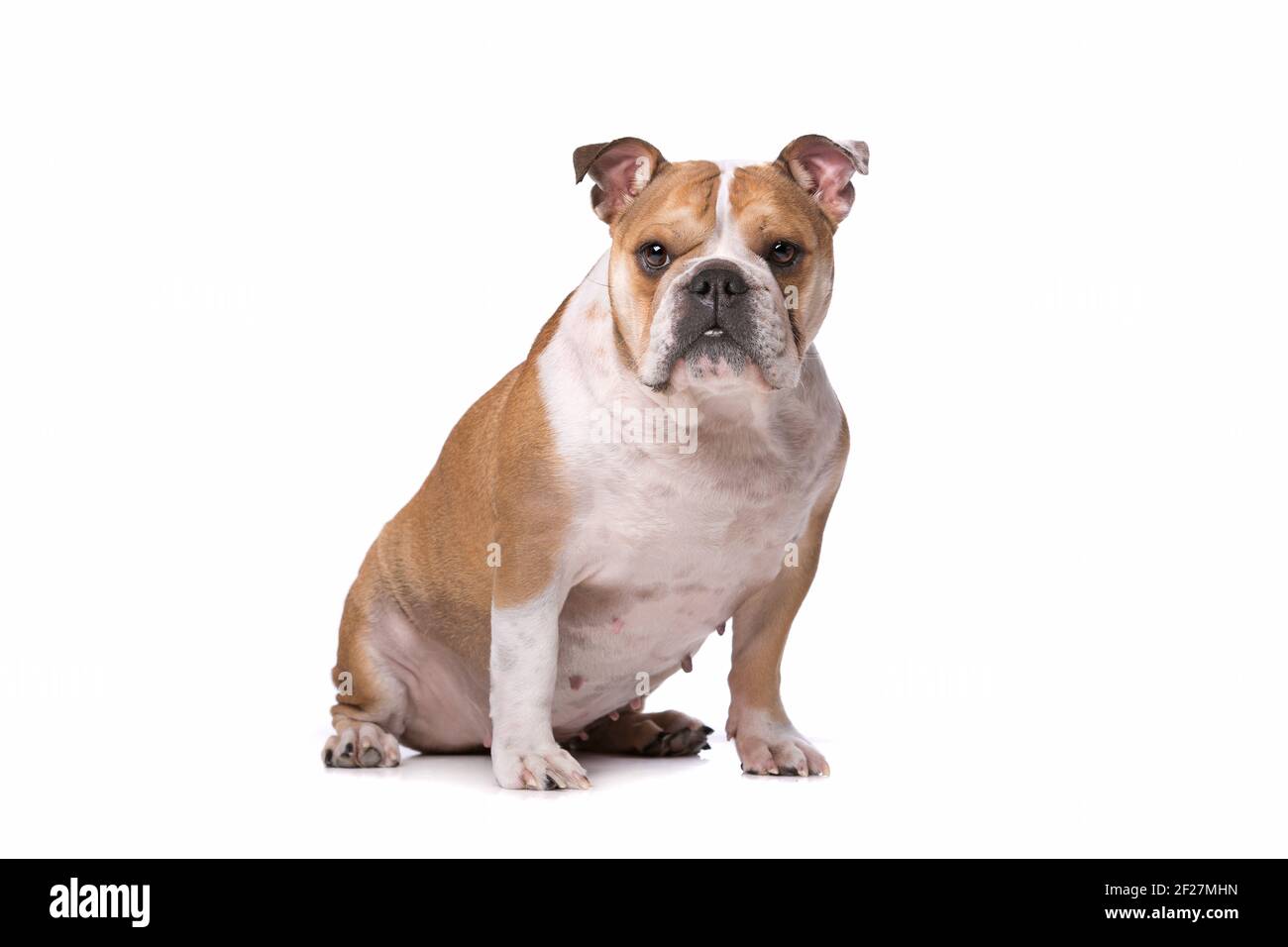 Bulldog inglese marrone e bianco Foto Stock