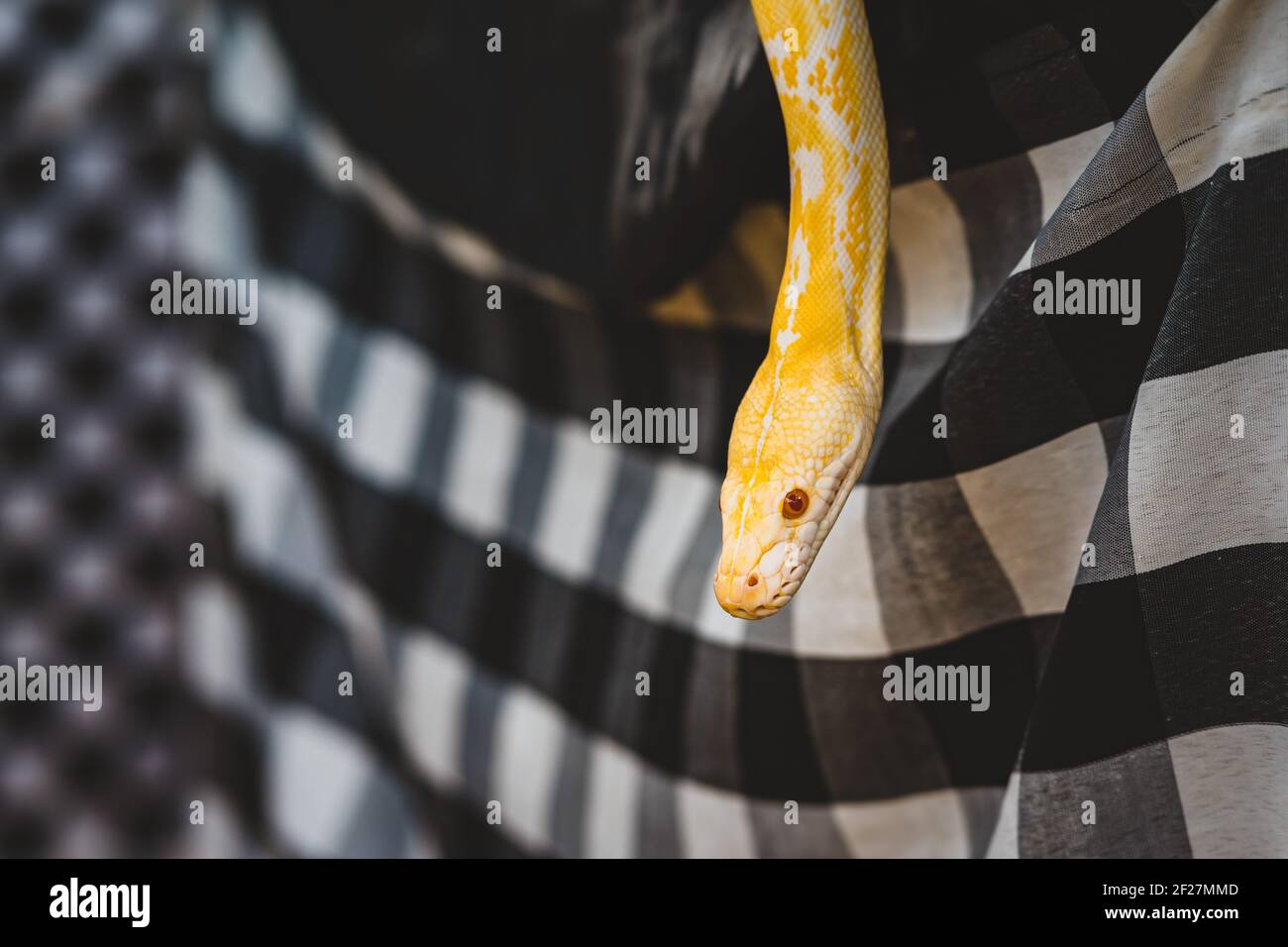 Il pitone giallo viene posto sul tavolo durante la mostra del rettile. Foto Stock
