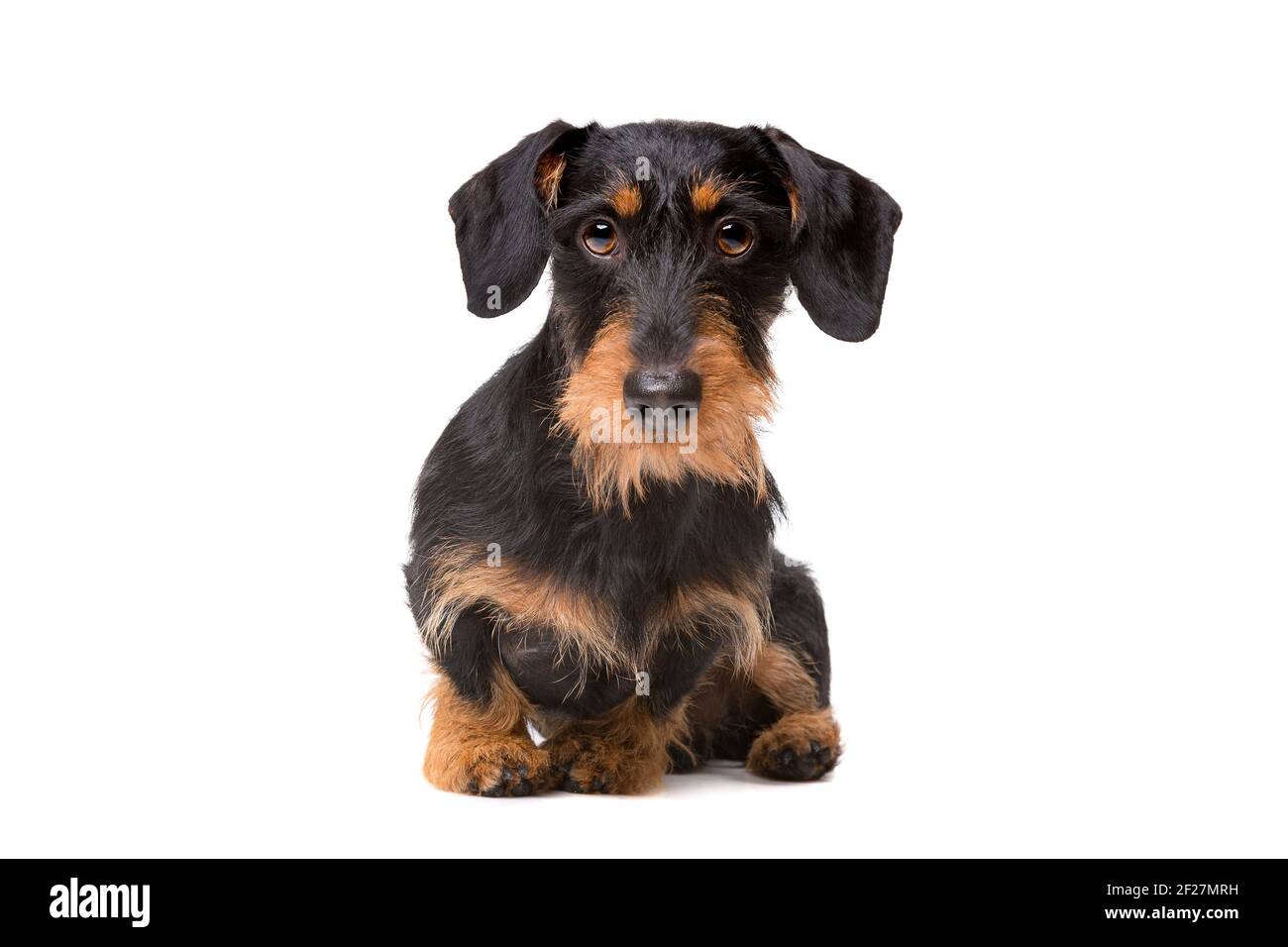 Filo pelose bassotto Foto Stock