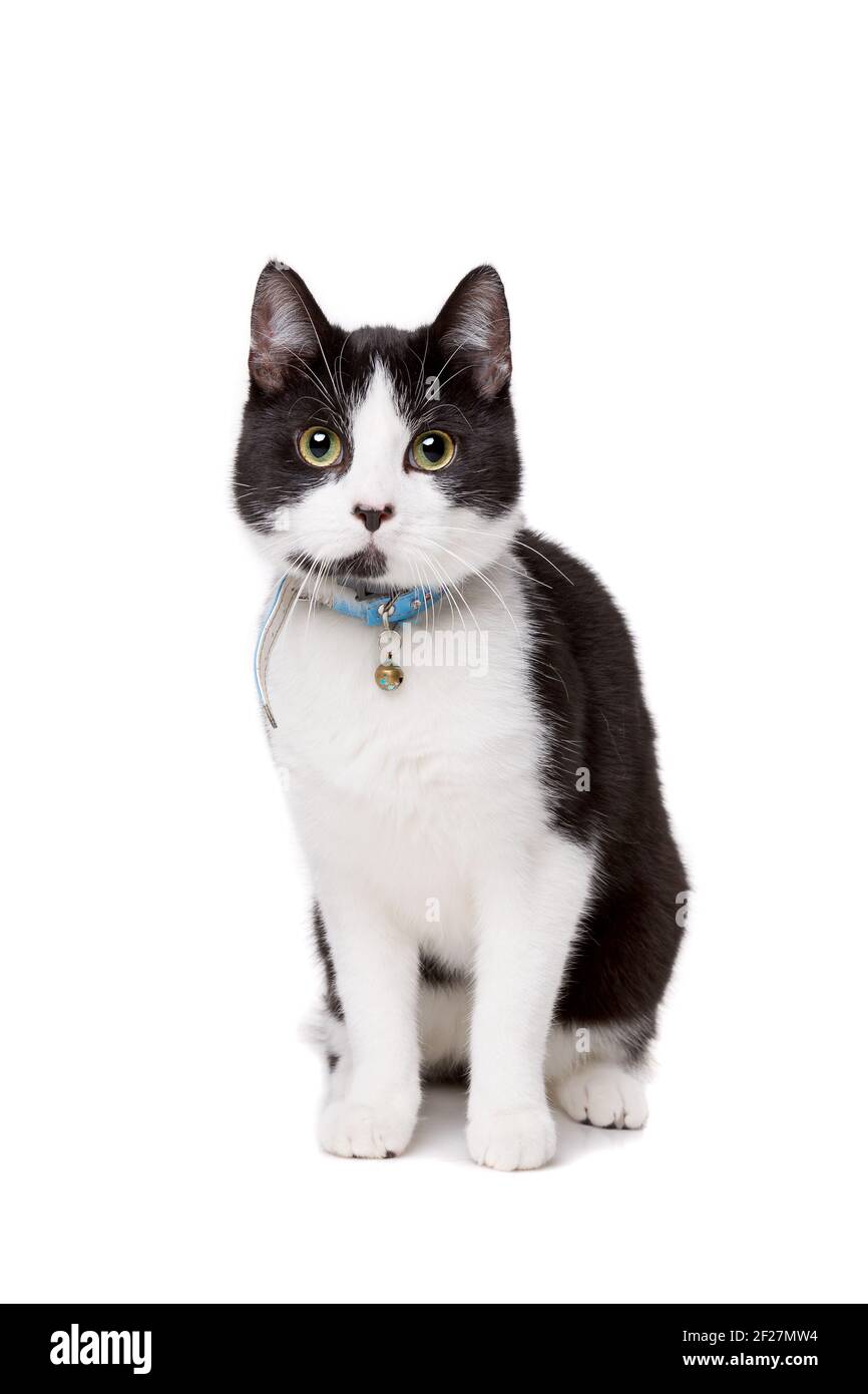 Gatto nero e bianco con capelli corti Foto Stock