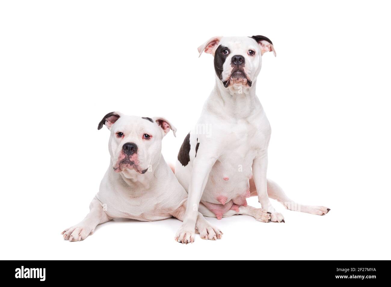Due bulldog americani Foto Stock