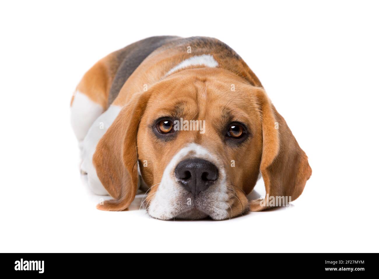 Beagle davanti a uno sfondo bianco Foto Stock