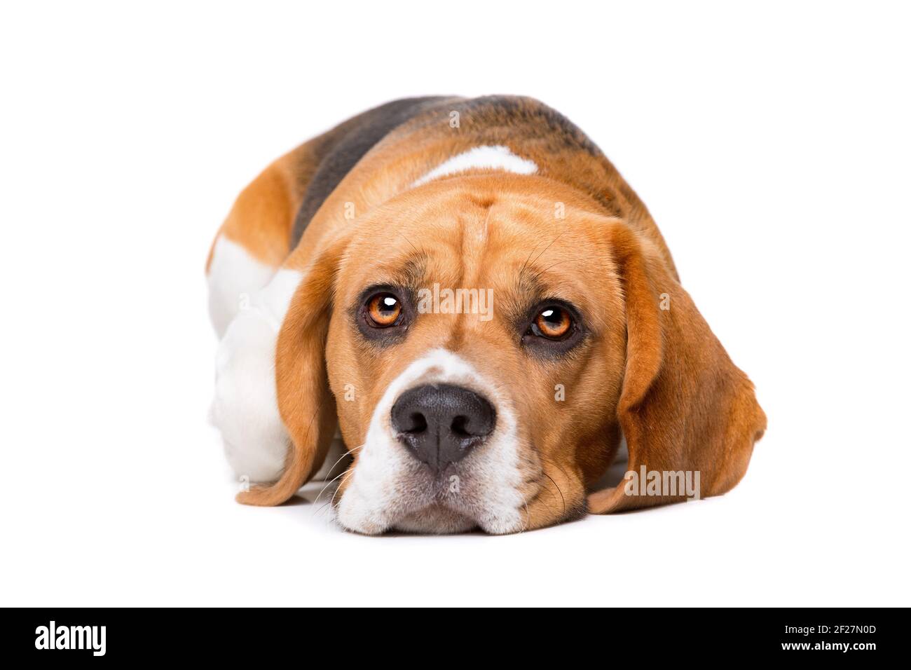 Beagle davanti a uno sfondo bianco Foto Stock