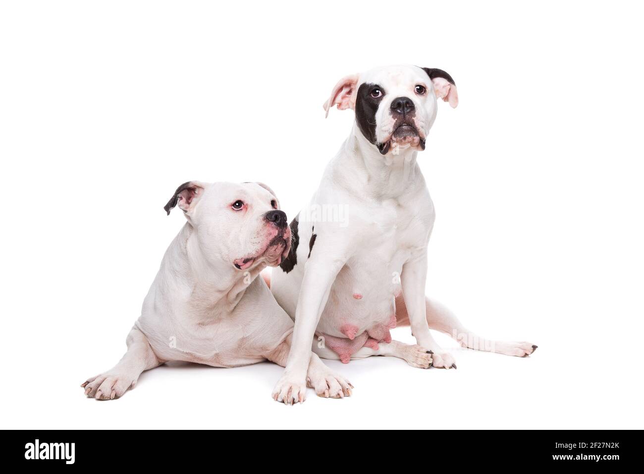 Due bulldog americani Foto Stock