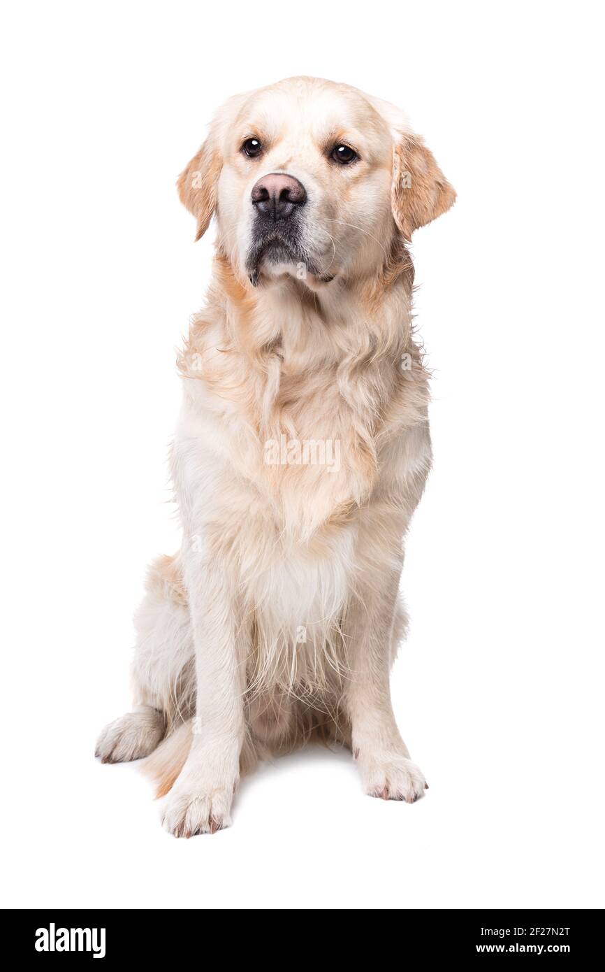 Il golden retriever Foto Stock