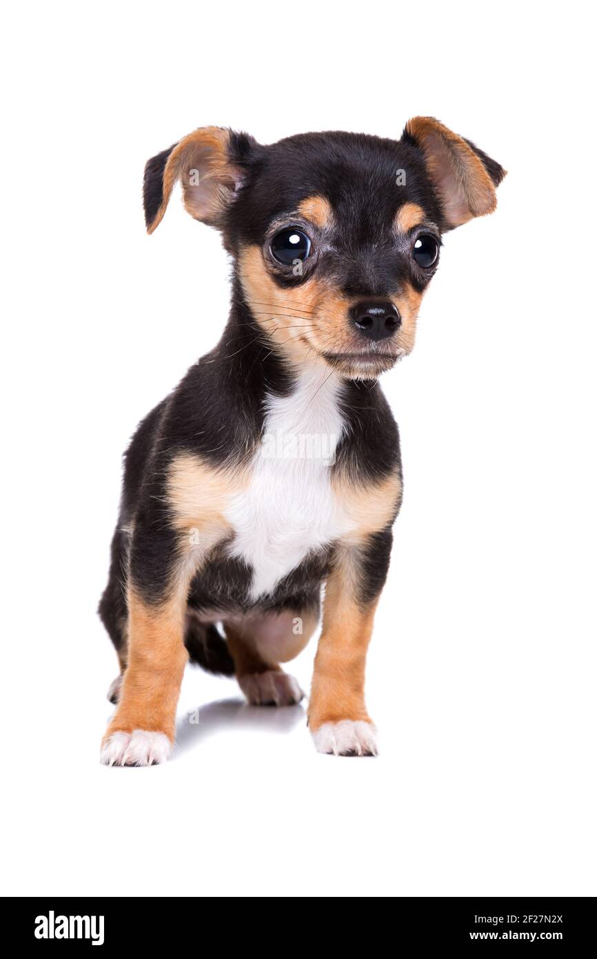 Cucciolo chihuahua dai capelli corti Foto Stock