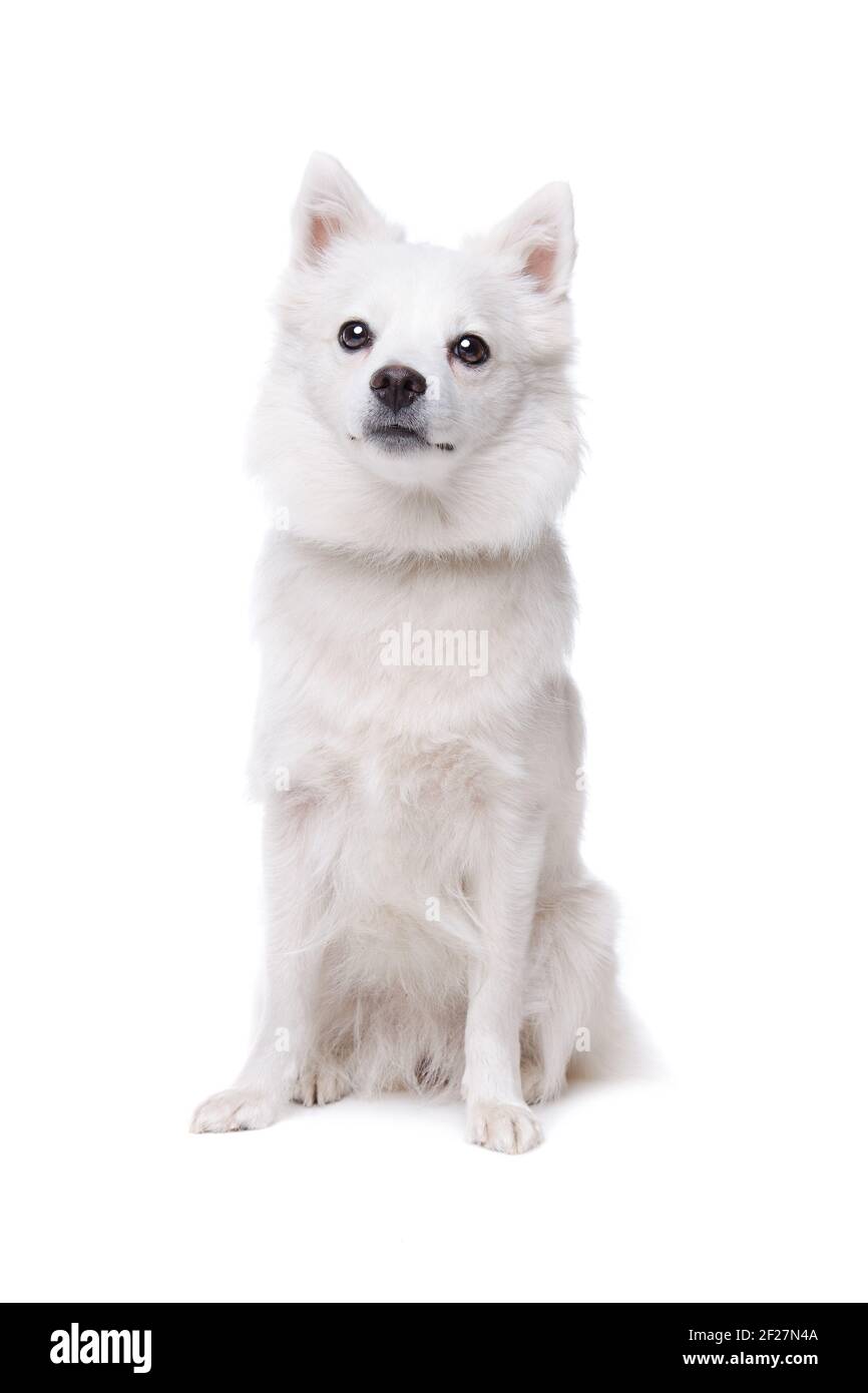 Bianco cane pomerania Foto Stock