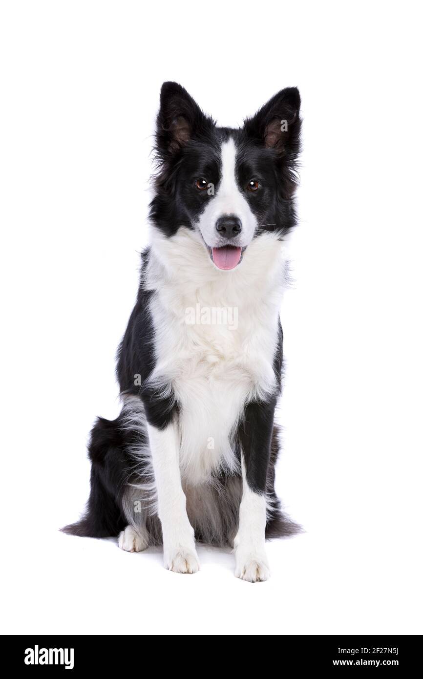 Border Collie cane Foto Stock