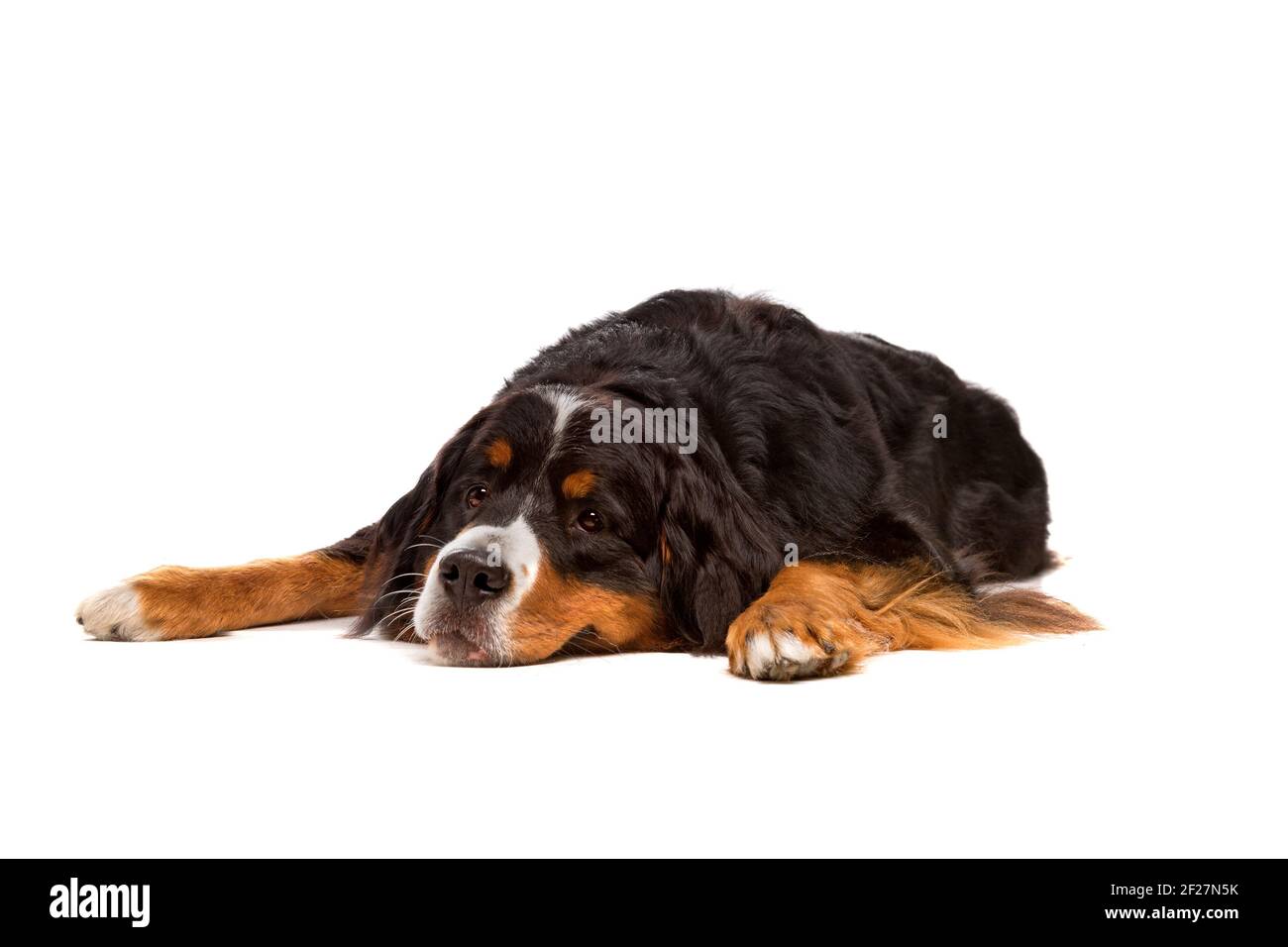 Bovaro del Bernese Foto Stock