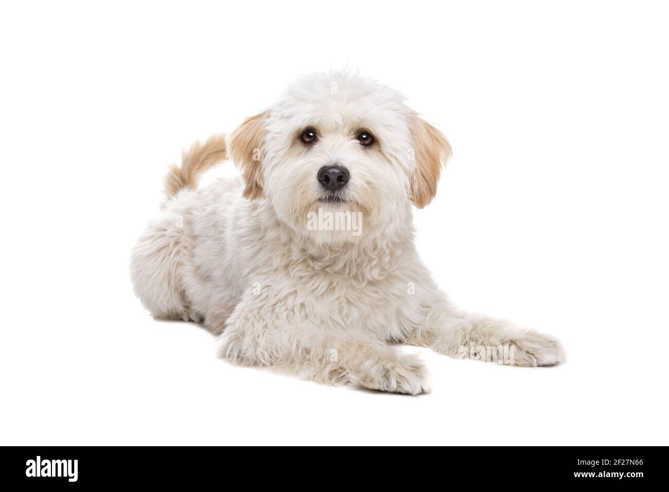 Bianchi e soffici cane Foto Stock