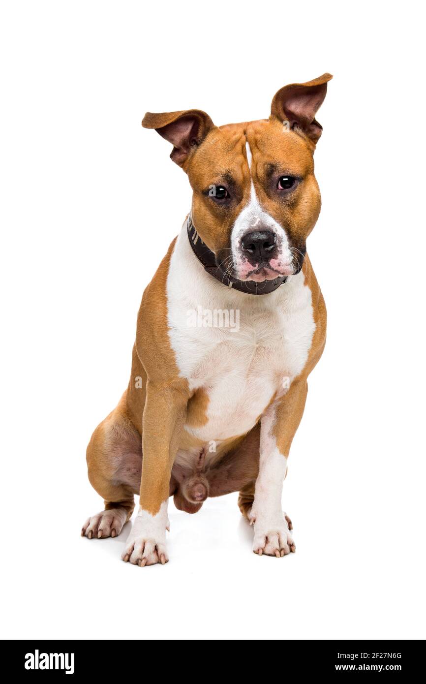 American Staffordshire terrier Foto Stock
