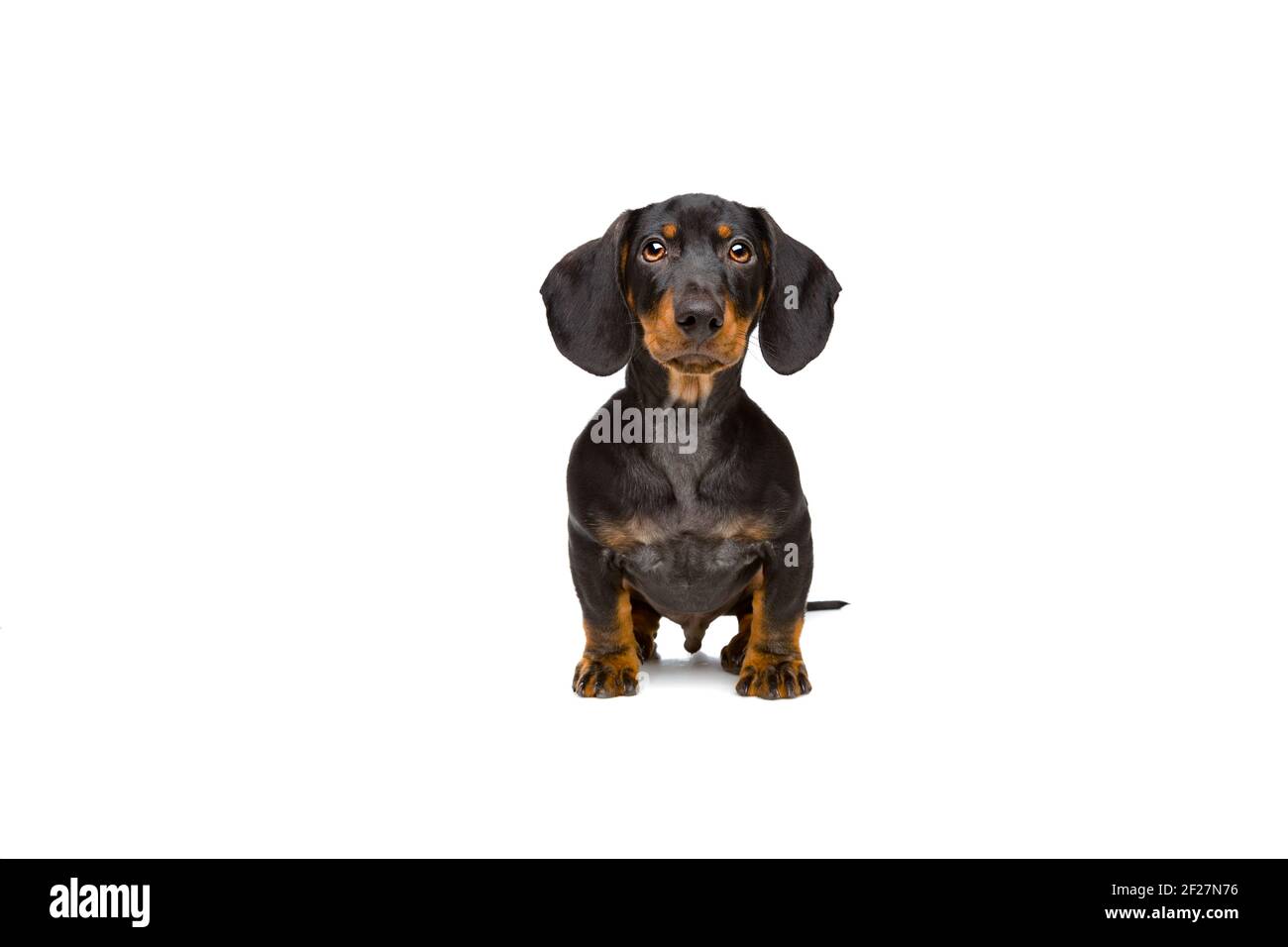 Piccolo giovane dachshund Foto Stock