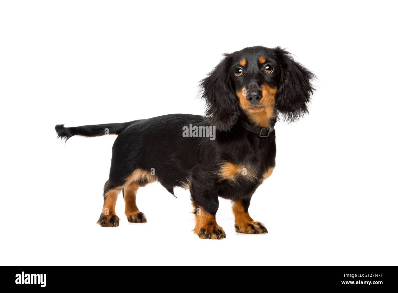 Giovane dachshund Foto Stock
