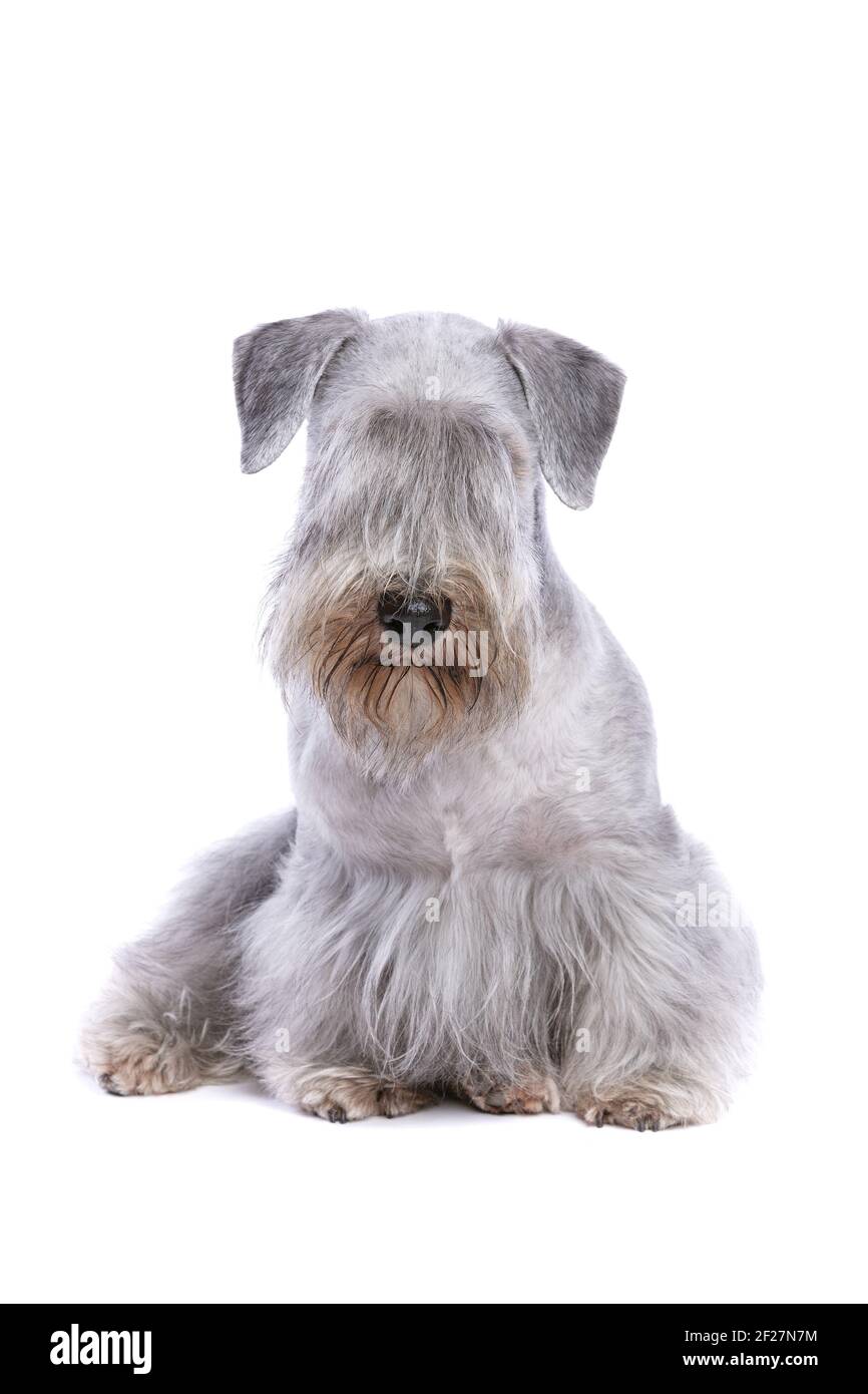 Cesky Terrier cane Foto Stock