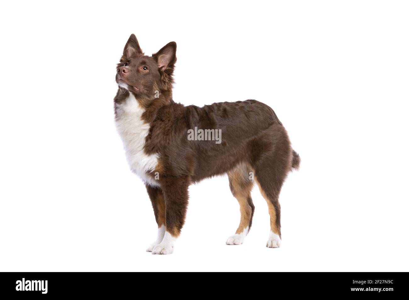 Red Miniature American Shepherd cane Foto Stock