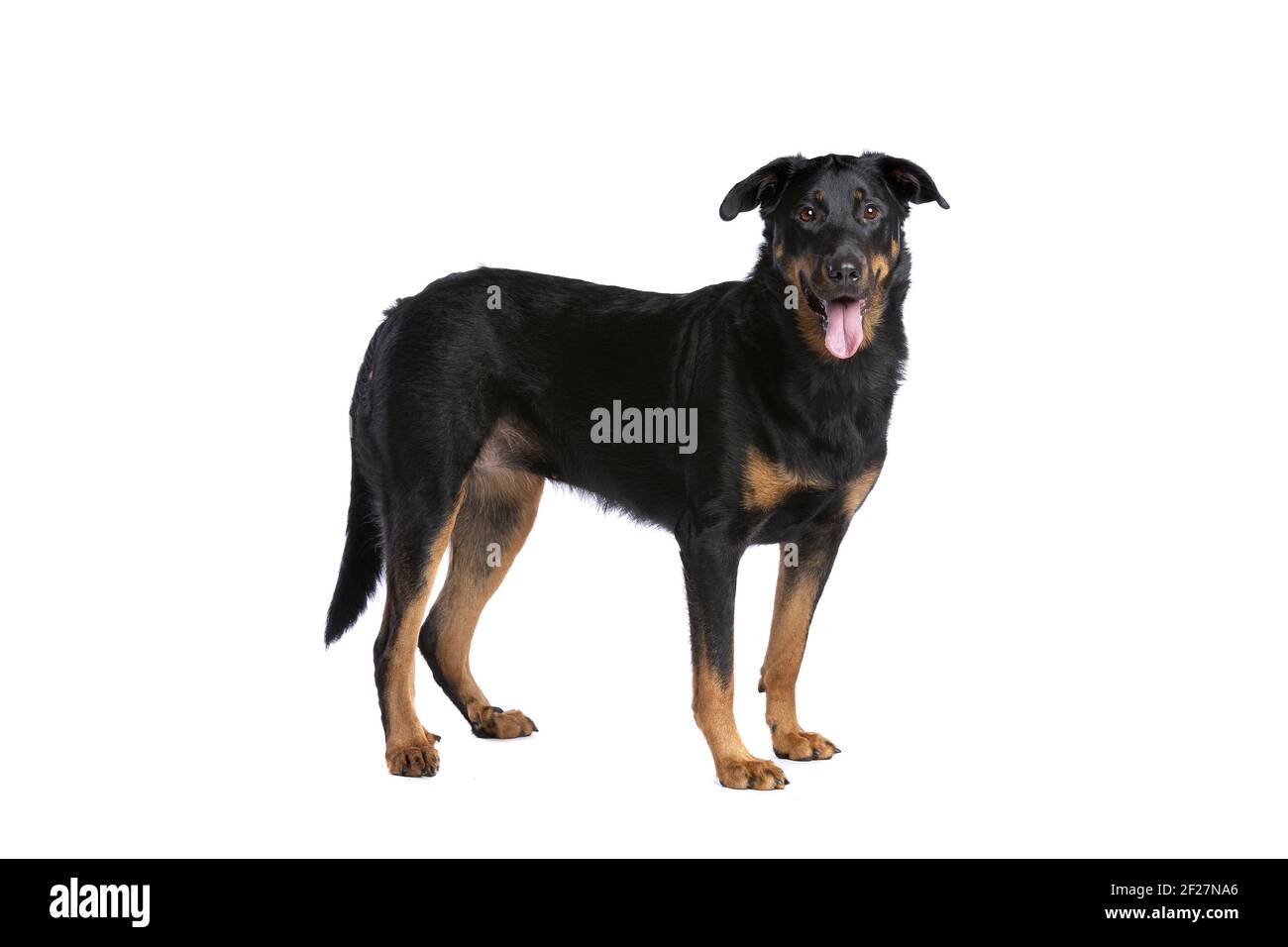 Pastore Francese Immagini E Fotos Stock Alamy Pastore Francese Immagini E Fotos Stock Alamy