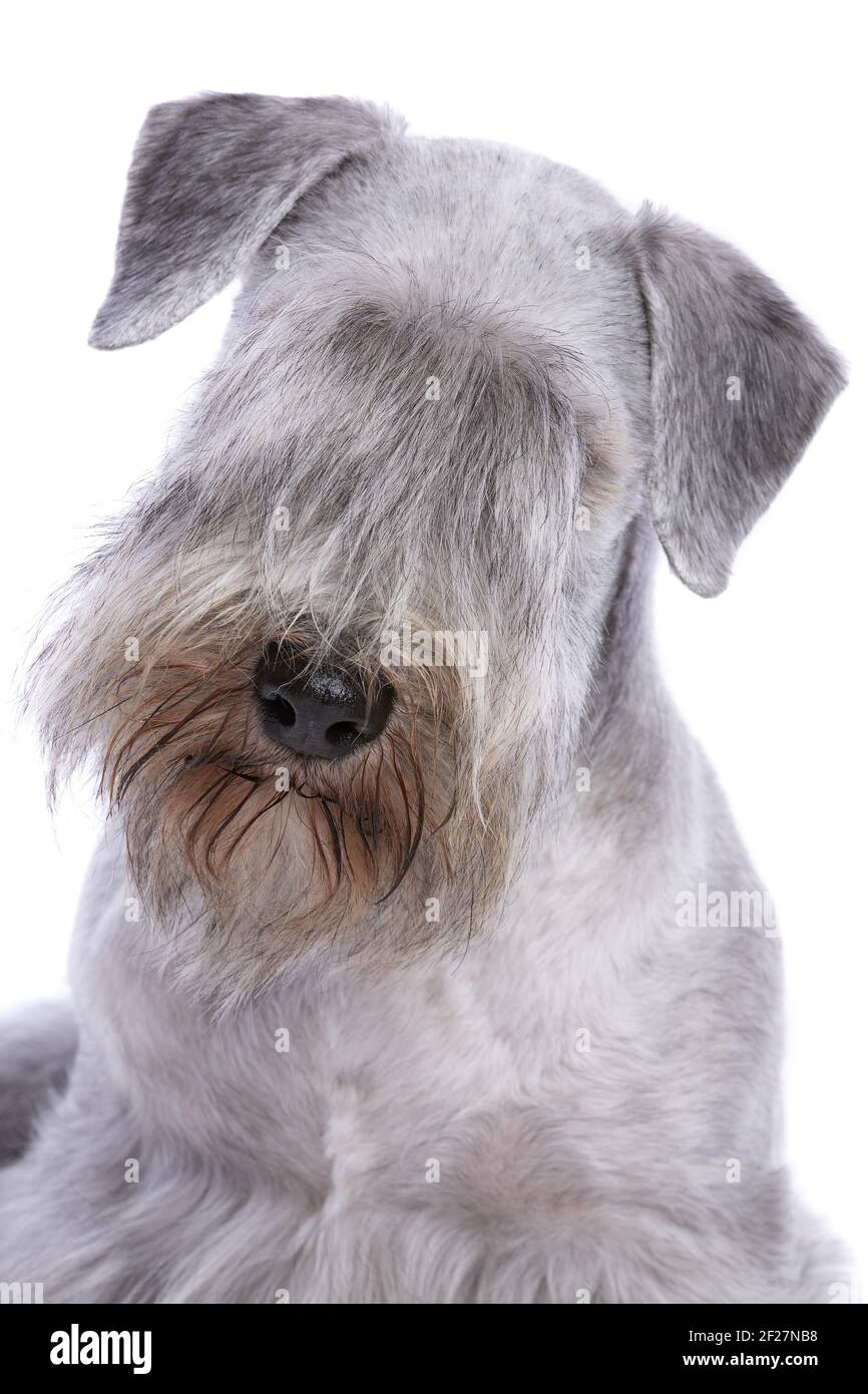 Cesky Terrier cane Foto Stock