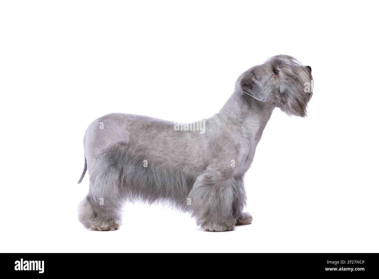 Cesky Terrier cane Foto Stock