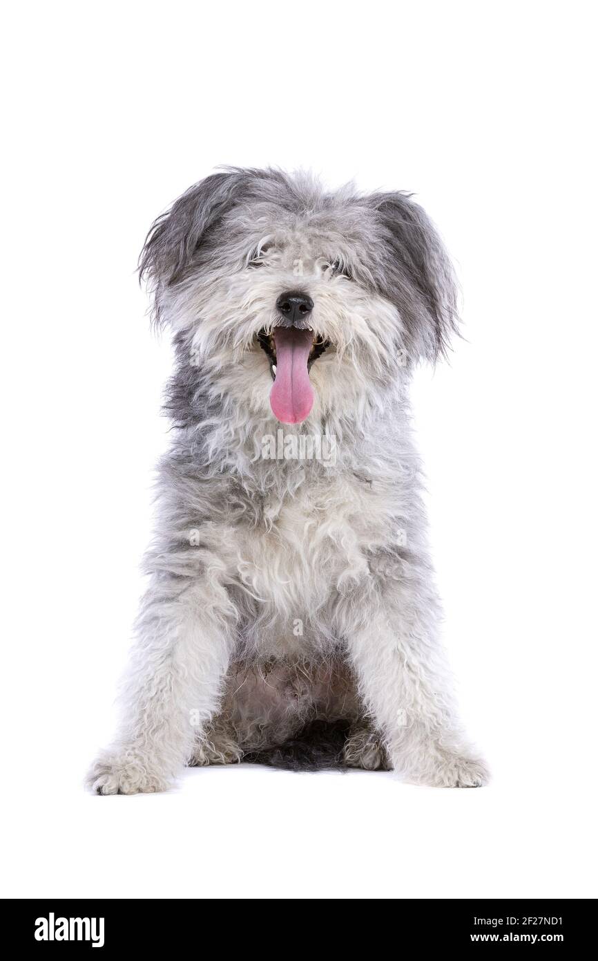 Pumi ungherese o terrier ungherese Foto Stock