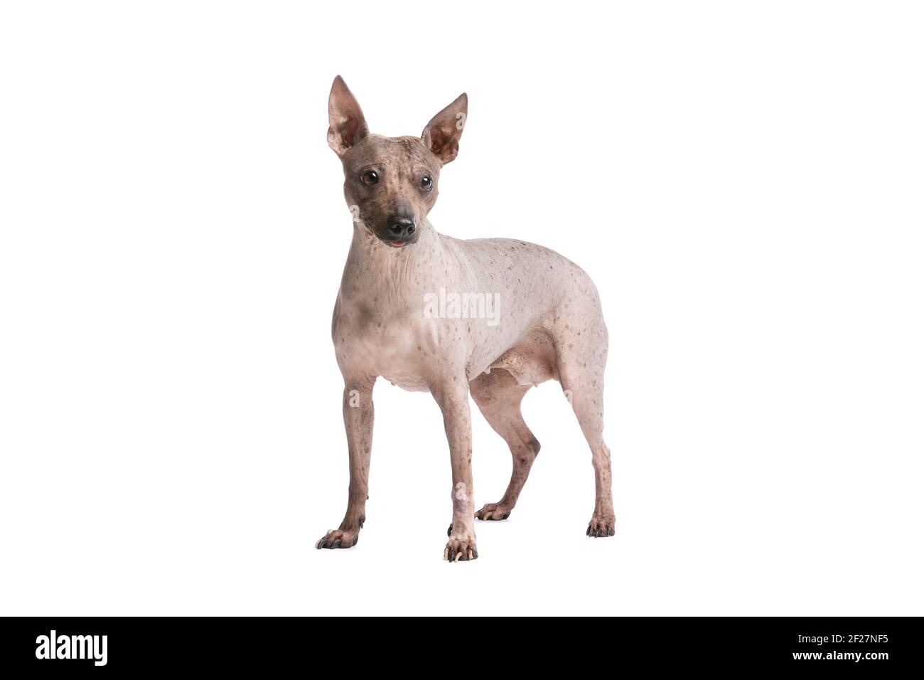 American Glabre Terrier Foto Stock