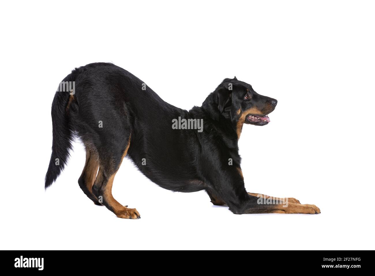 Pastore Francese Immagini E Fotos Stock Alamy Pastore Francese Immagini E Fotos Stock Alamy