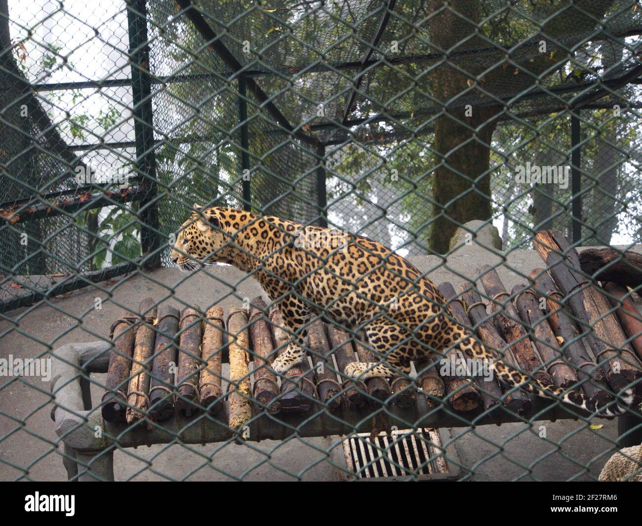 Il leopardo nel Parco Zoologico Padmaja Naidu Himalayan. Viaggiare a Darjeeling City, India. 2011 aprile 15. Foto Stock