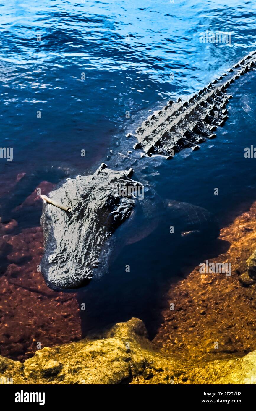 Un alligatore riposa in stagno vicino al Alligator Alley Seminole Service Plaza in Florida. Foto Stock
