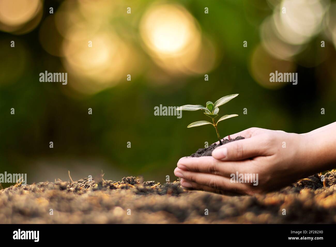 Mani umane piantando piantine o alberi nella Giornata della Terra del suolo e campagna di riscaldamento globale. Foto Stock
