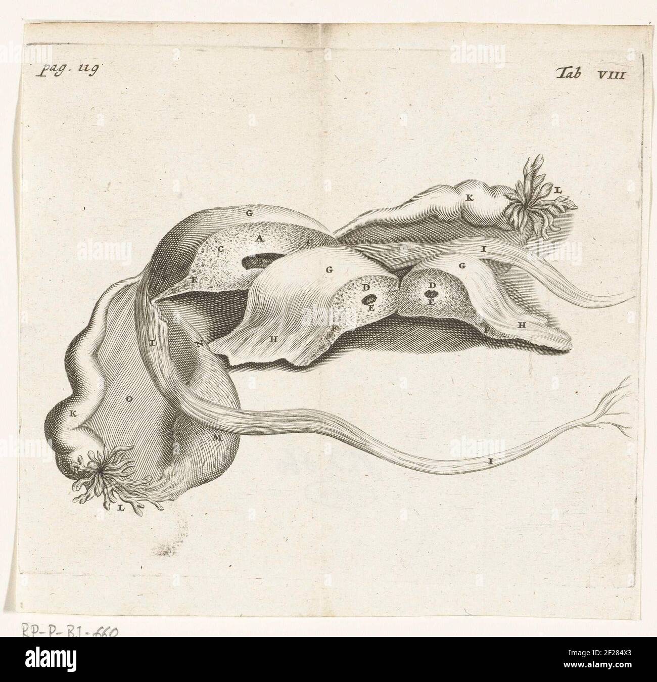 Rappresentazione anatomica di una gravidanza ectopica. Nel 1672 il medico e anatomista Reinier de Graaf pubblicò De mulierum organis, un libro sugli organi del corpo femminile, con stampe di Hendrik Bary. De Graaf è stato il primo a concludere che un feto cresce dalla cellula d’uovo della madre dopo che è stato fecondato dal seme del padre. Discute anche anomalie come le gravidanze ectopiche (quando l'ovulo fecondato impianti fuori del grembo). Foto Stock